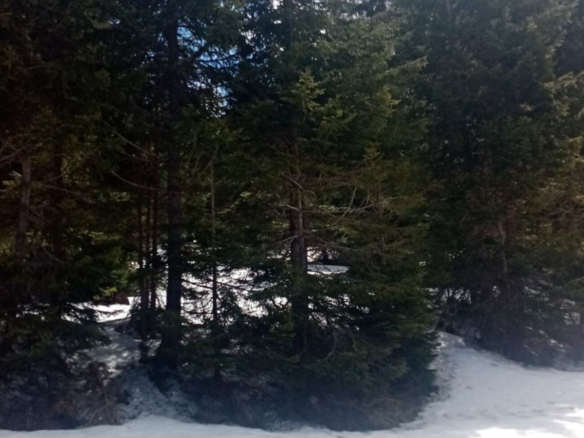 Na prodaju građevinska parcela na Goliji površine 30 ari