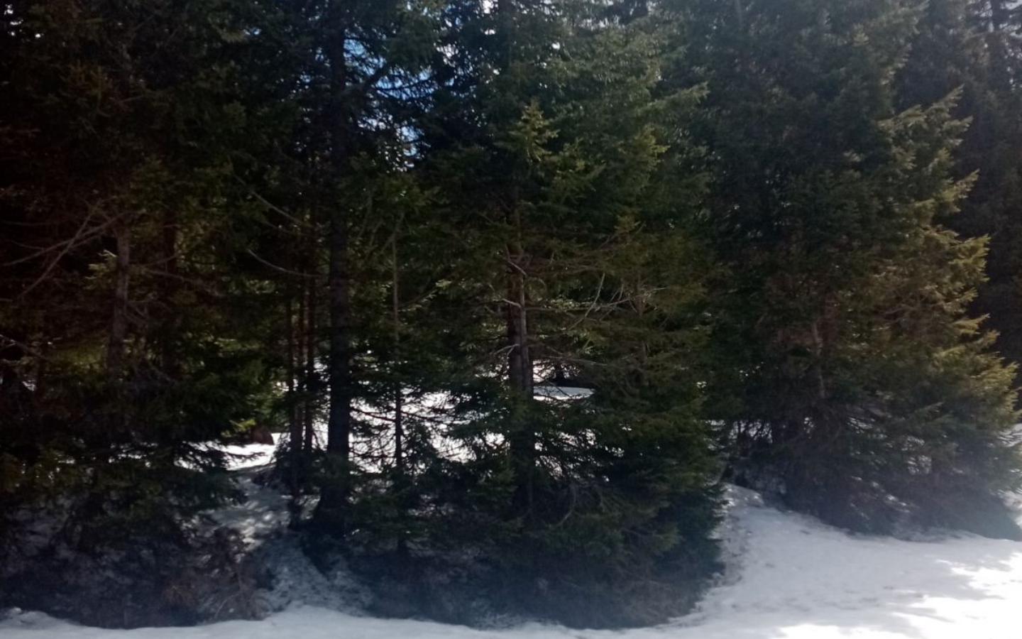 Na prodaju građevinska parcela na Goliji površine 30 ari